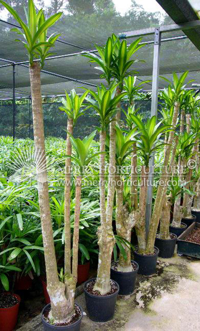 Dracaena fragrans massegeana